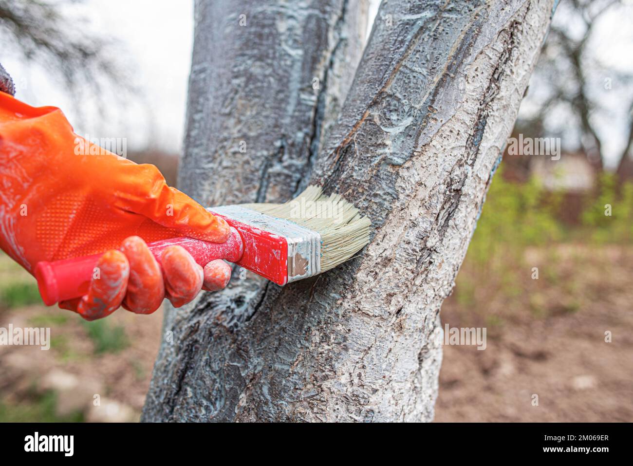 Care tree after winter Stock Photo Alamy