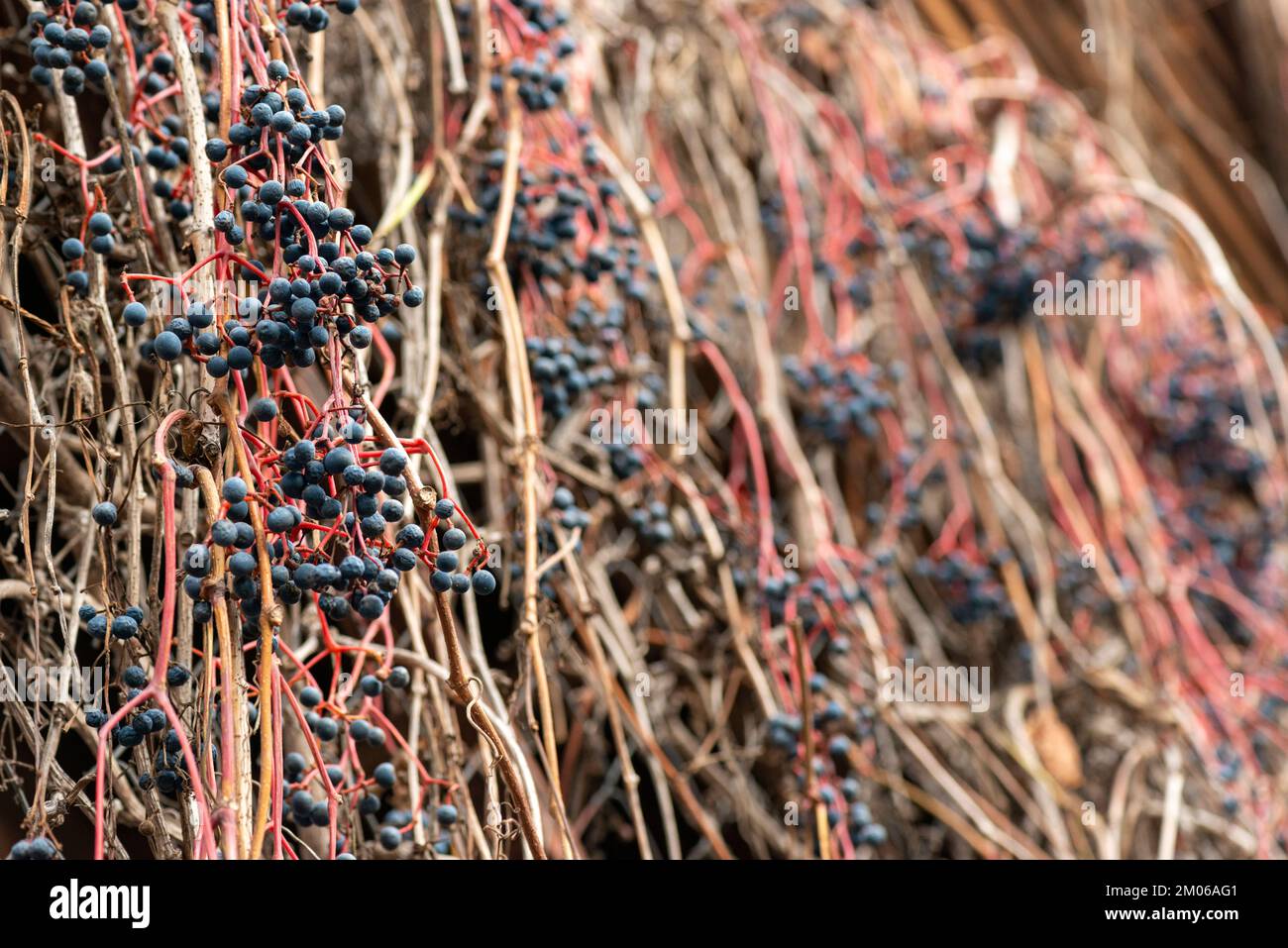 Bunches of wild red grapes among dry vines weaving along the wall Stock Photo