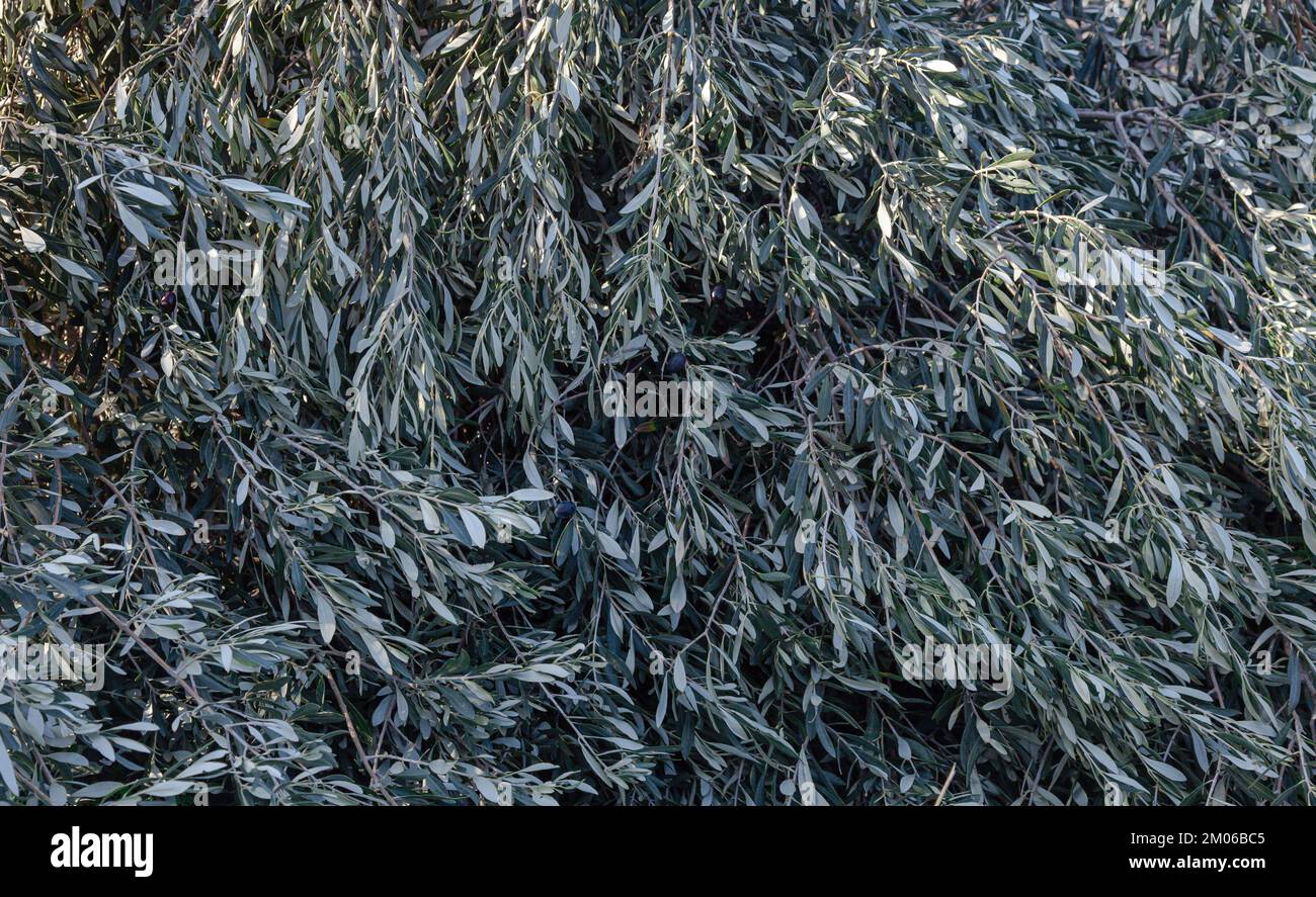 Pruned olive branches. Background of green olive branches. Stock Photo