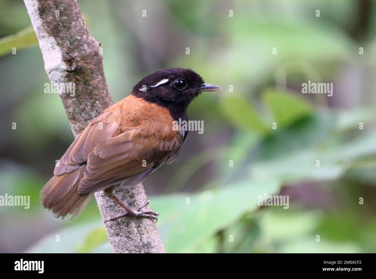 Male Hooded Gnateater (Conopophaga roberti) perched on a log Stock Photo