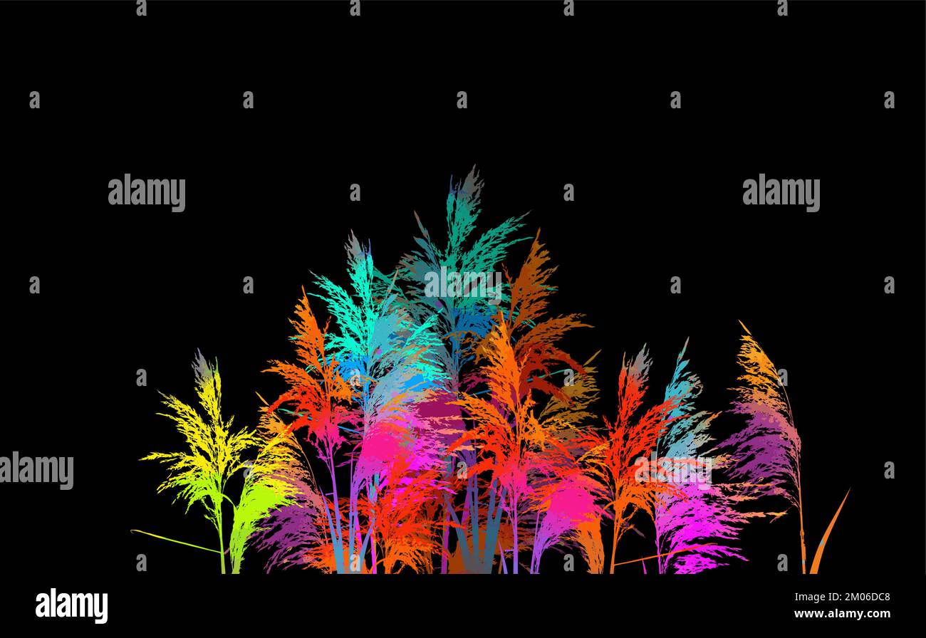 Colored reeds in watercolor on a black background. Vector illustration Stock Vector