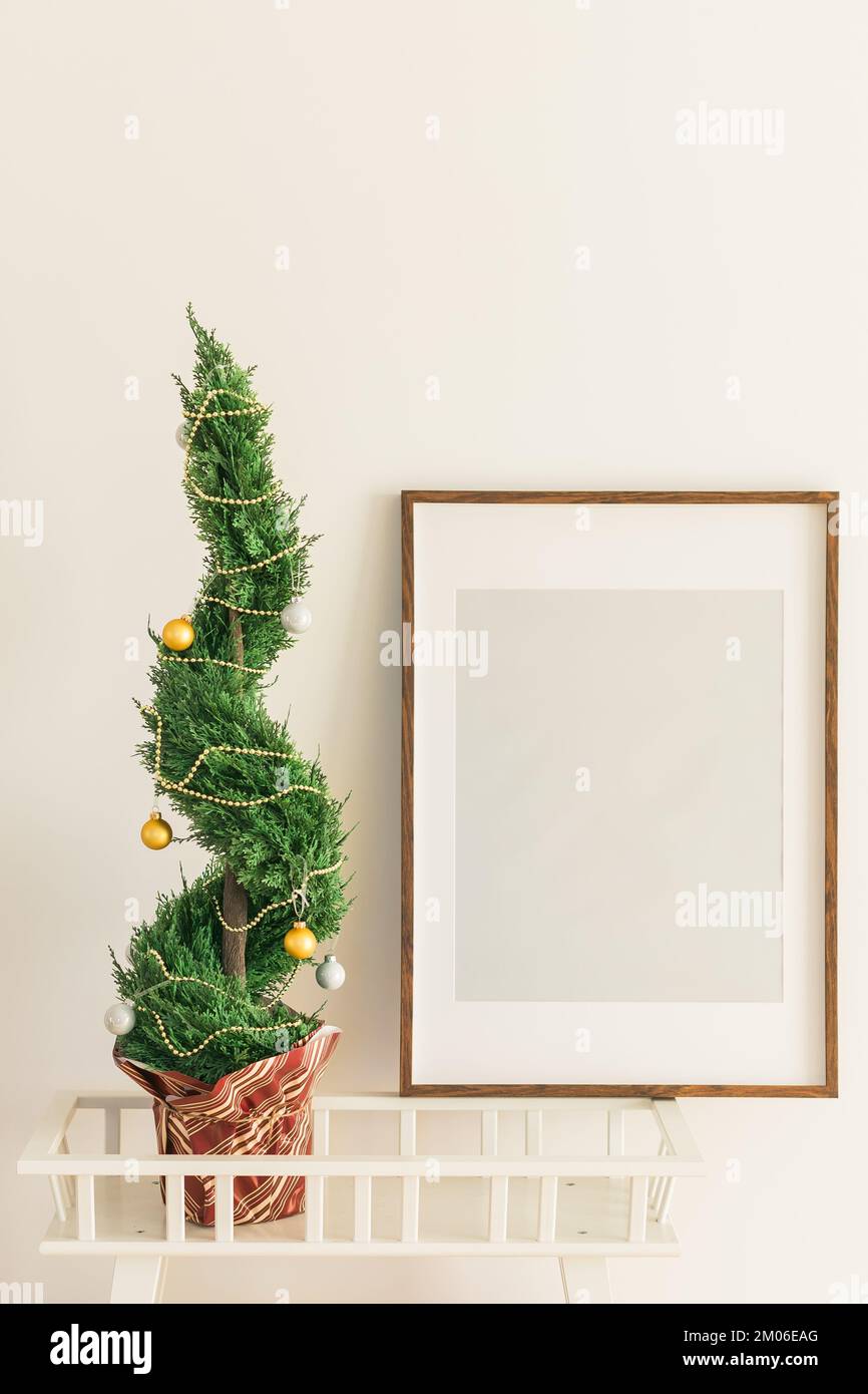 Indoor cypress or thuja in pot is decorating balls baubles like Christmas tree. Alternative Xmas trees and mockup with empty blank for advertising Stock Photo