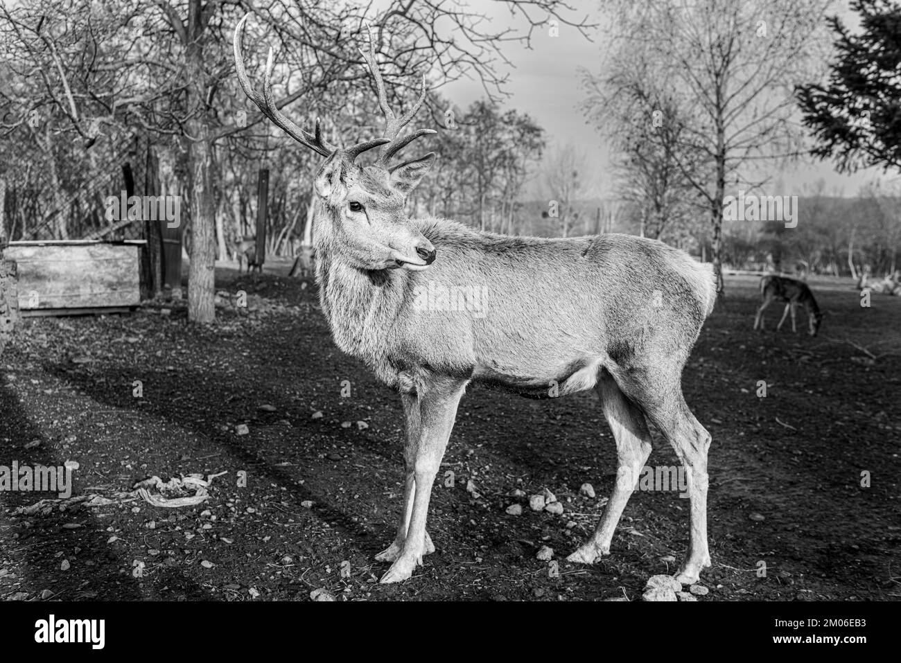 Male red deer grazing black and white photography Stock Photo - Alamy