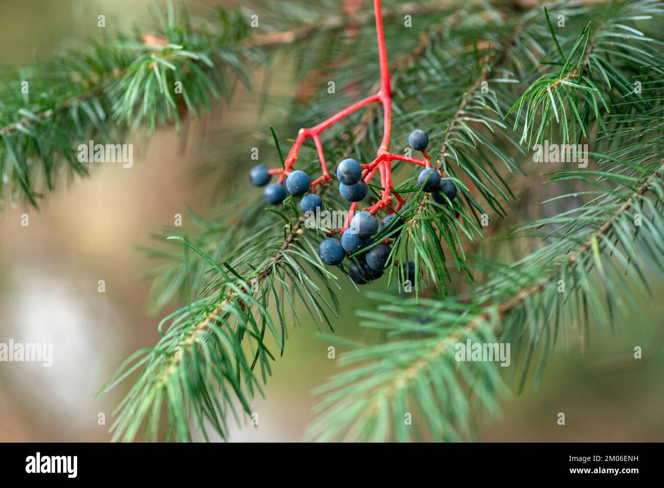 Fir trees close up hi-res stock photography and images - Alamy