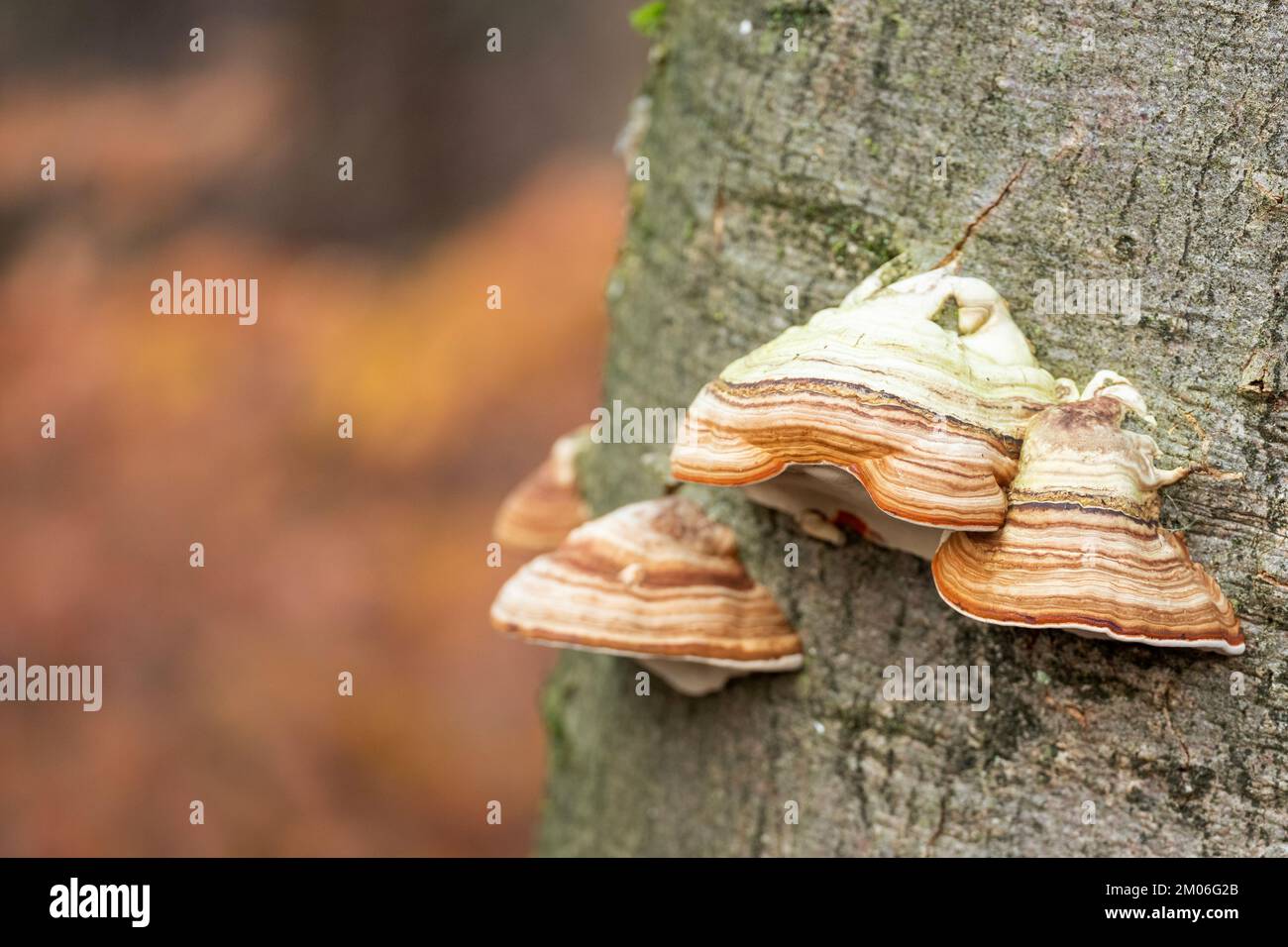 fungus on beech tree trunk in the fall Stock Photo