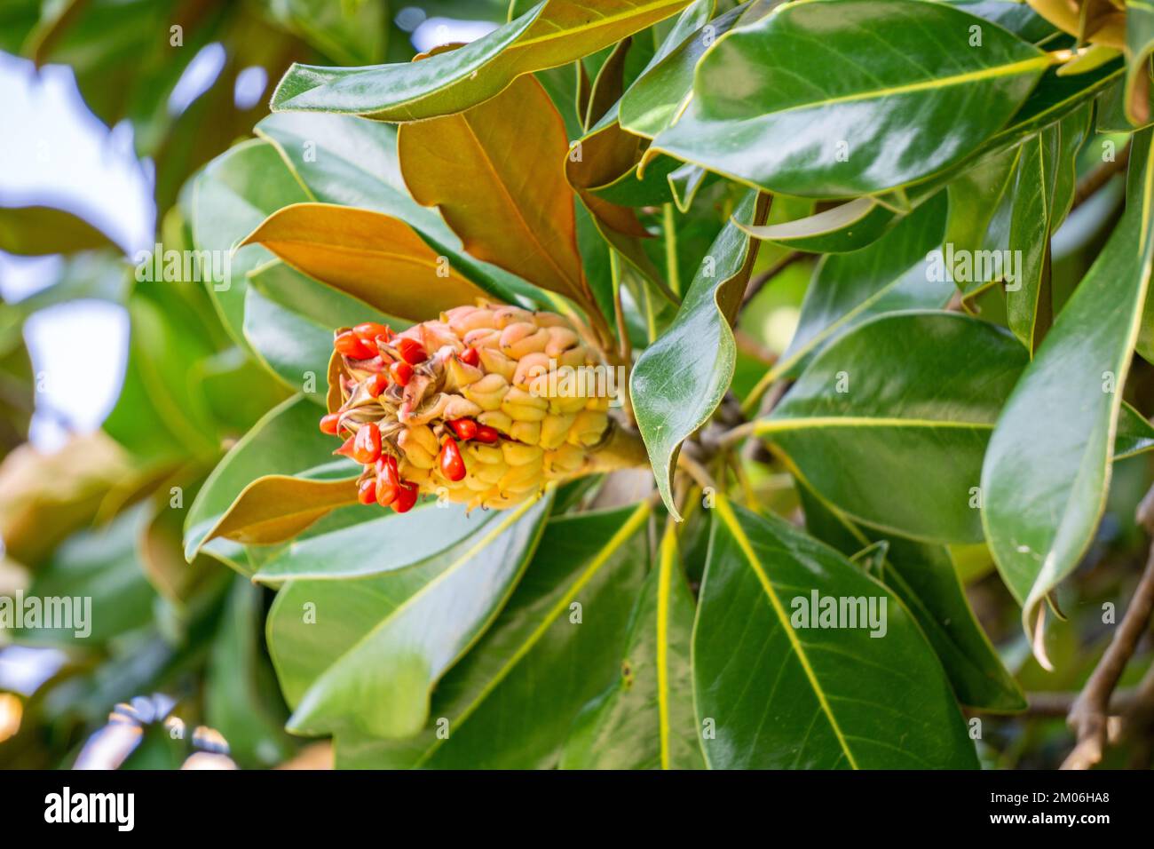 Leaves, ripe fruits and red seeds of Magnolia grandiflora close-up. Stock Photo
