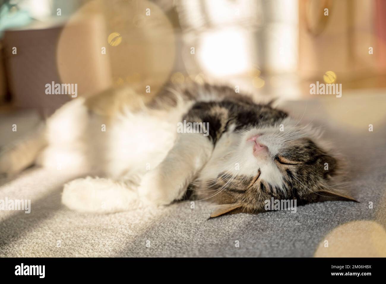 cat sleeps in the sun Stock Photo Alamy