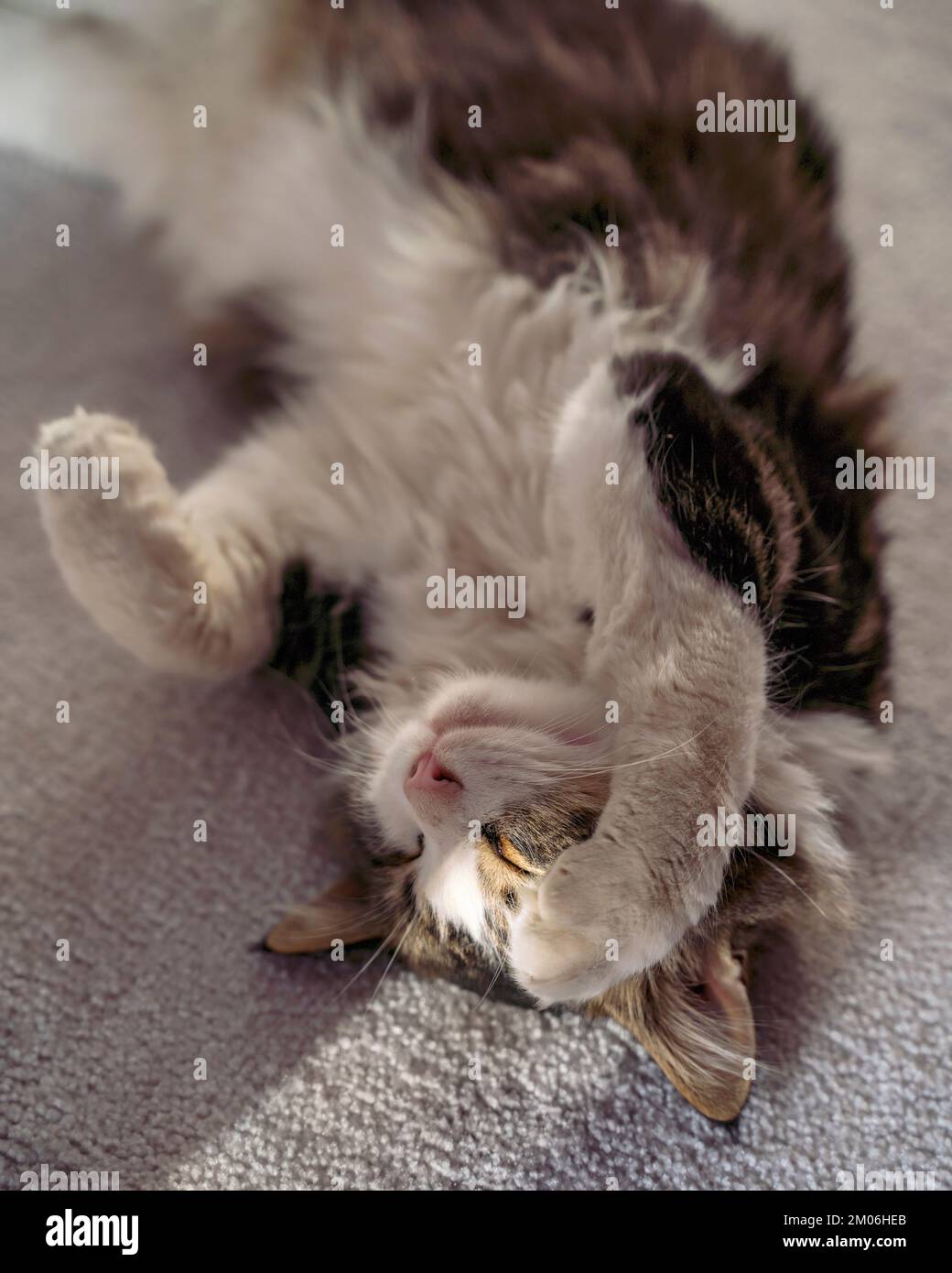 cat sleeps in the sun Stock Photo Alamy