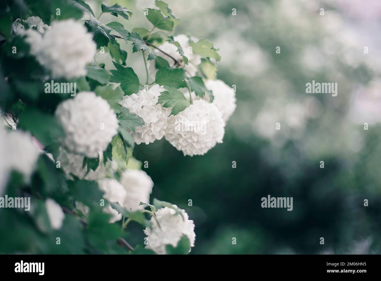 Kalina Buldenezh, or the Snow Globe (lat. Viburnum opulus var sterile