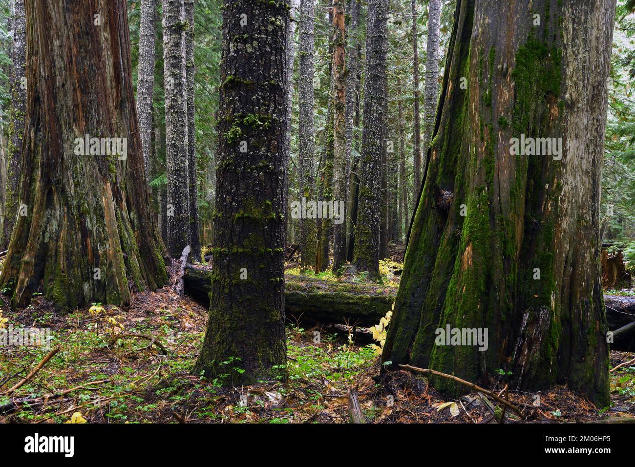 Old-growth Forest with ancient western redcedar in fall. Kootenai National Forest, Cabinet Mountains, northwest Montana. (Photo by Randy Beacham) Stock Photo