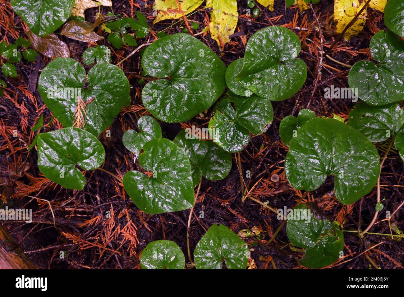 Wild ginger (Asarum caudatum) in an old-growth western redcedar forest in fall. Kootenai National Forest, Cabinet Mountains. (Photo by Randy Beacham) Stock Photo