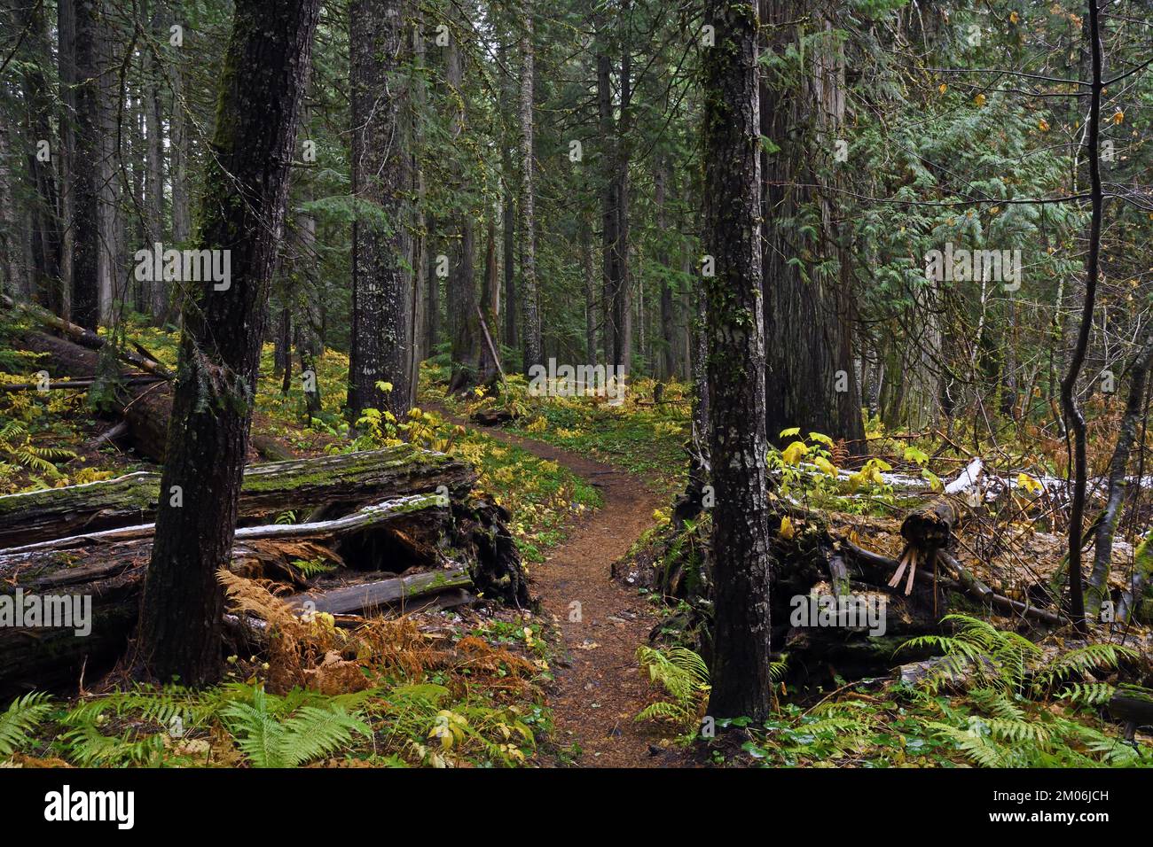 Oldgrowth Forest and trail in fall. Kootenai National Forest in the Mountains