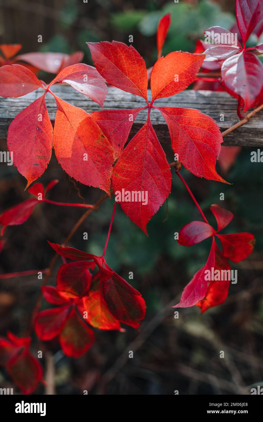 Ivy plant turning red hi-res stock photography and images - Alamy