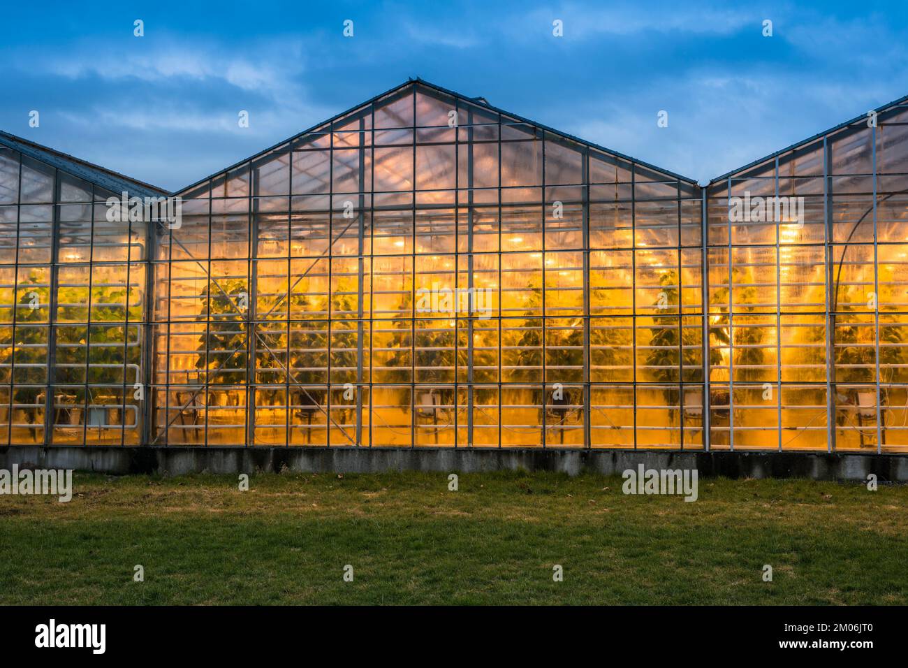 Illuminated greenhouses at dusk, heated with geothermal energy, Iceland Stock Photo