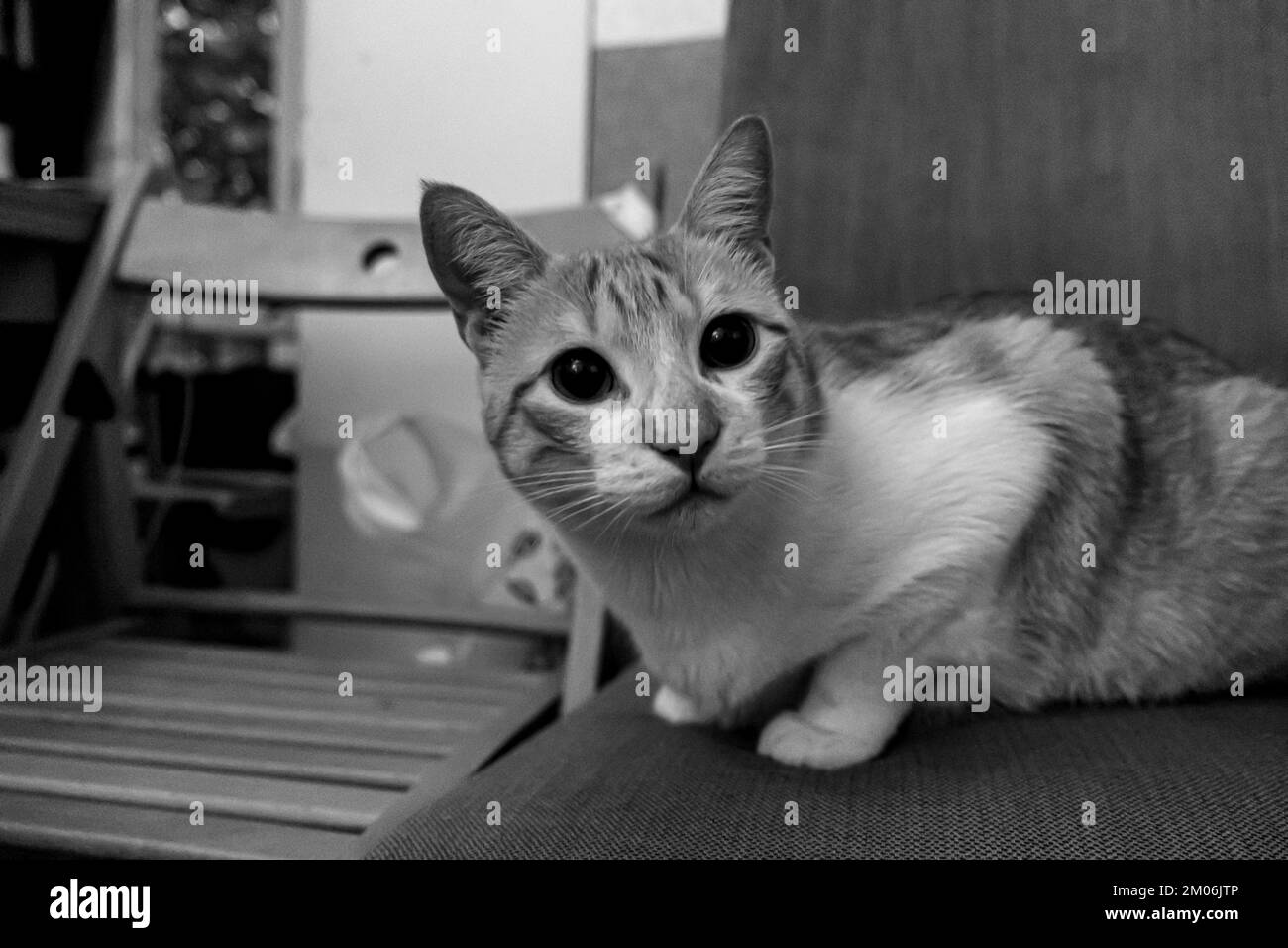 Happy white and orange cat seated on a chair at the living room Stock ...