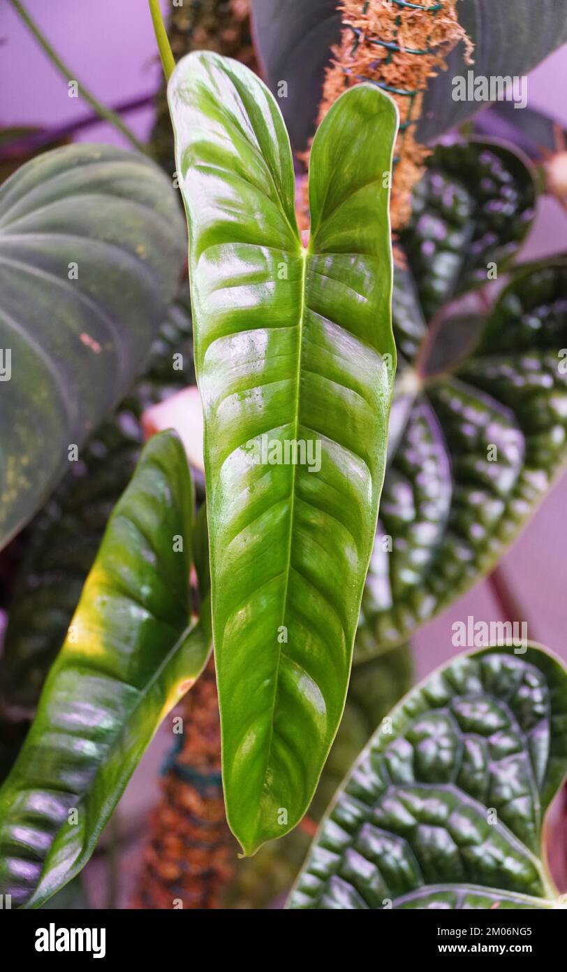 philodendron silver sword standort Philodendron 'Silver Sword' 6