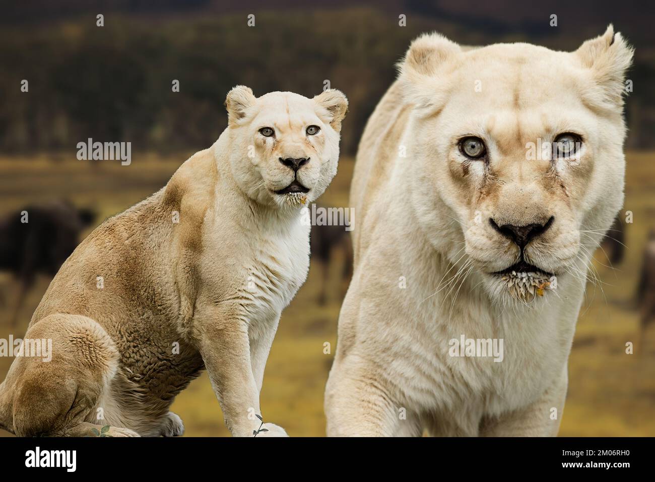 A rare white Lioness Stock Photo