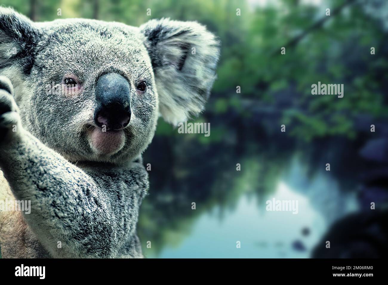 The koala or coala, also called small bear, is the cute and famous