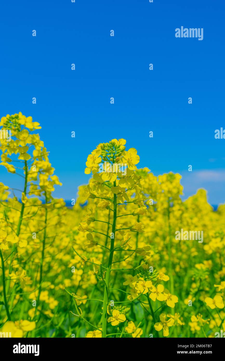 Closeup view of Canola Plant seen in Prince Edward Island, Canada Stock Photo