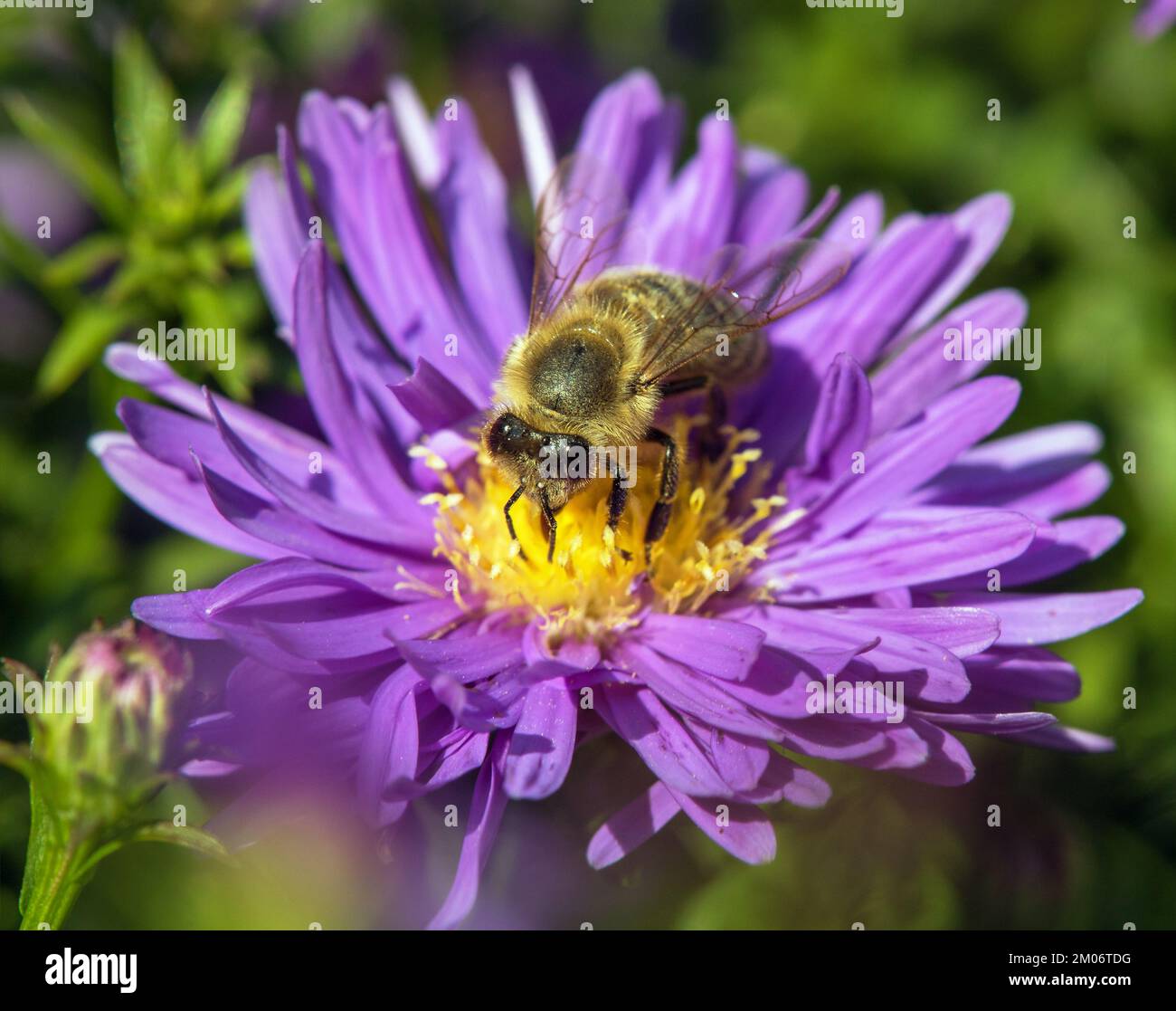 bee or honeybee in Latin Apis Mellifera, european or western honey bee sitting on the blue yellow violet or purple flower Stock Photo