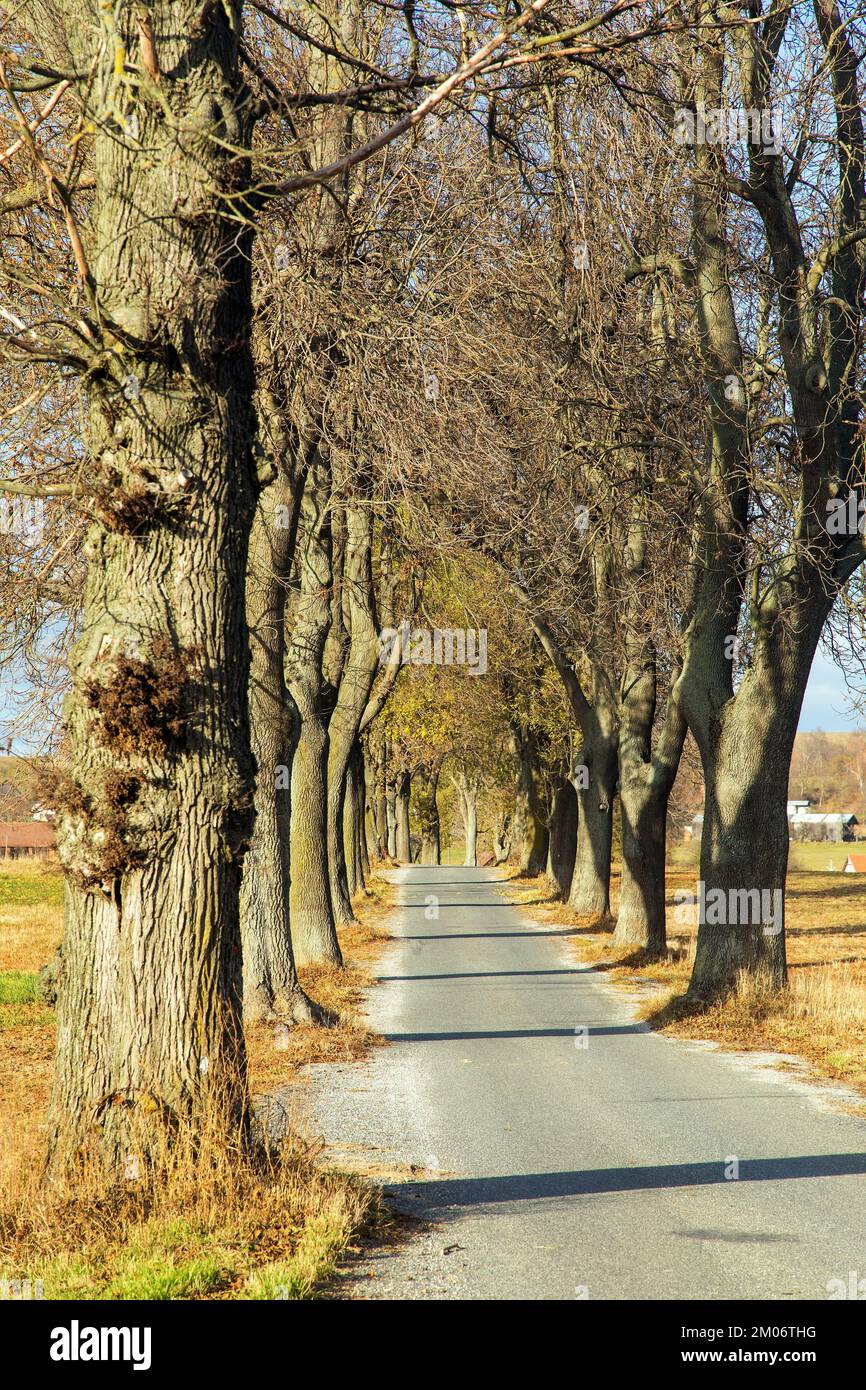 autumn linden tree alley, autumnal view of alley of lime trees Stock Photo