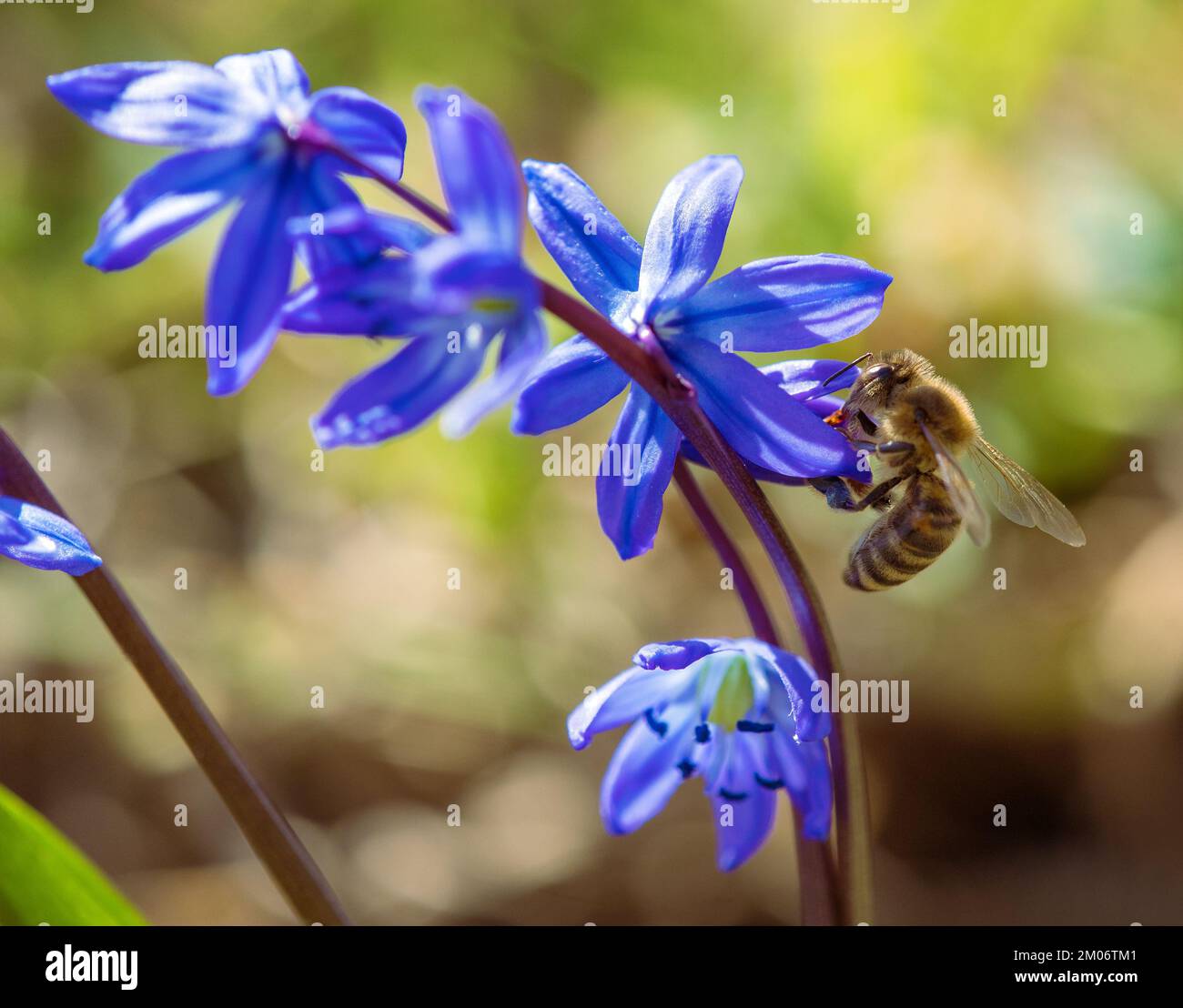 Ladoon ladona or ladock flower, squills Scilla Scilloideae Asparagaceae ...