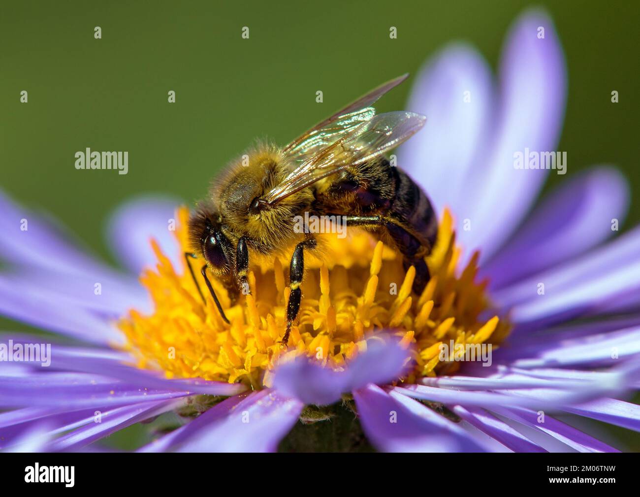 bee or honeybee in Latin Apis Mellifera, european or western honey bee sitting on the blue yellow violet or purple flower Stock Photo