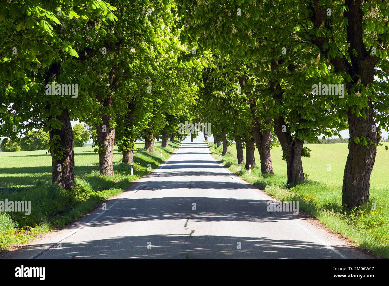 spring time aley of horse chestnut in latin Aesculus hippocastanum Stock Photo