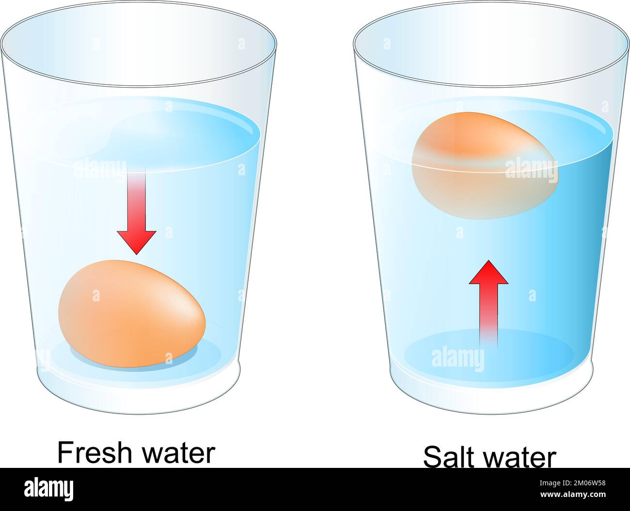 Egg test. Two glasses with Fresh and salt water. experiment for kids about Water Density. Vector illustration Stock Vector