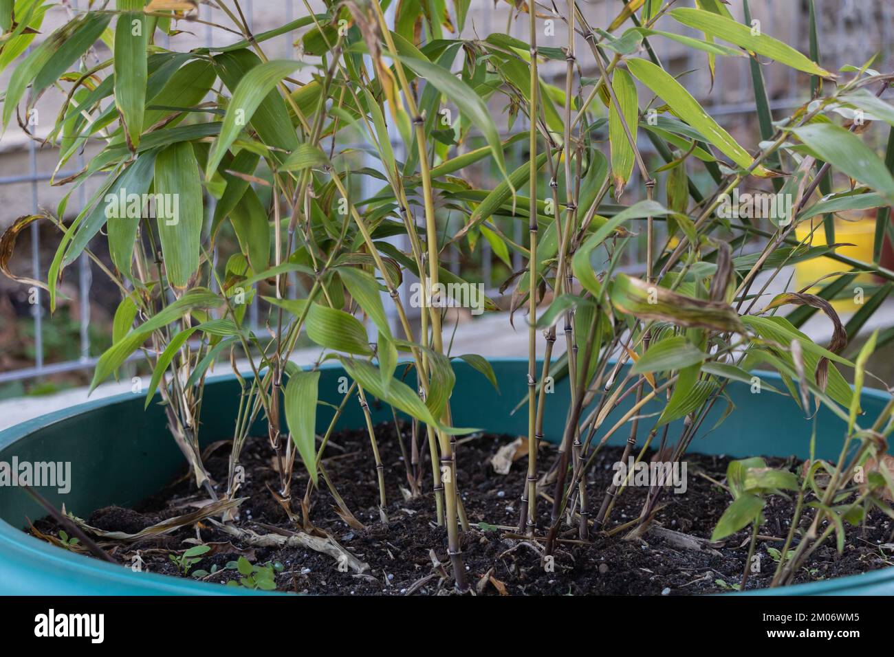 A potted phyllostachys bamboo with tiny shoots in autumn. Concept for