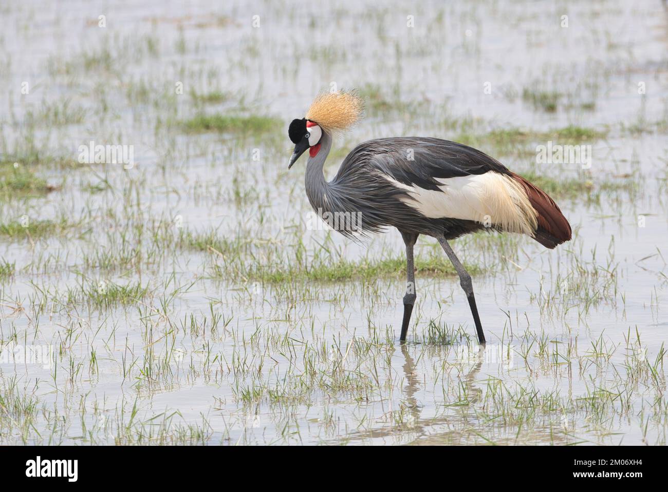 Grey or southern crowned crane (Balearica regulorum) foraging in a shallow lake Stock Photo