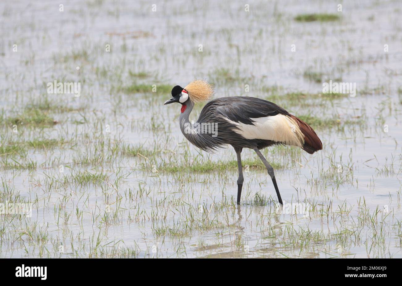 Grey or southern crowned crane (Balearica regulorum) foraging in a shallow lake Stock Photo