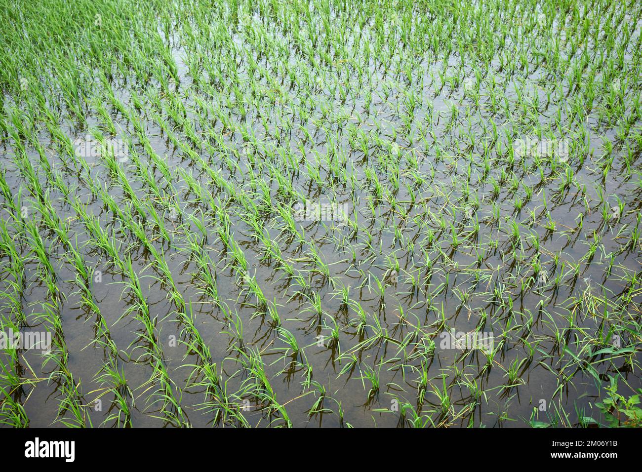 Rice Paddy Fields Hoi An Vietnam Stock Photo
