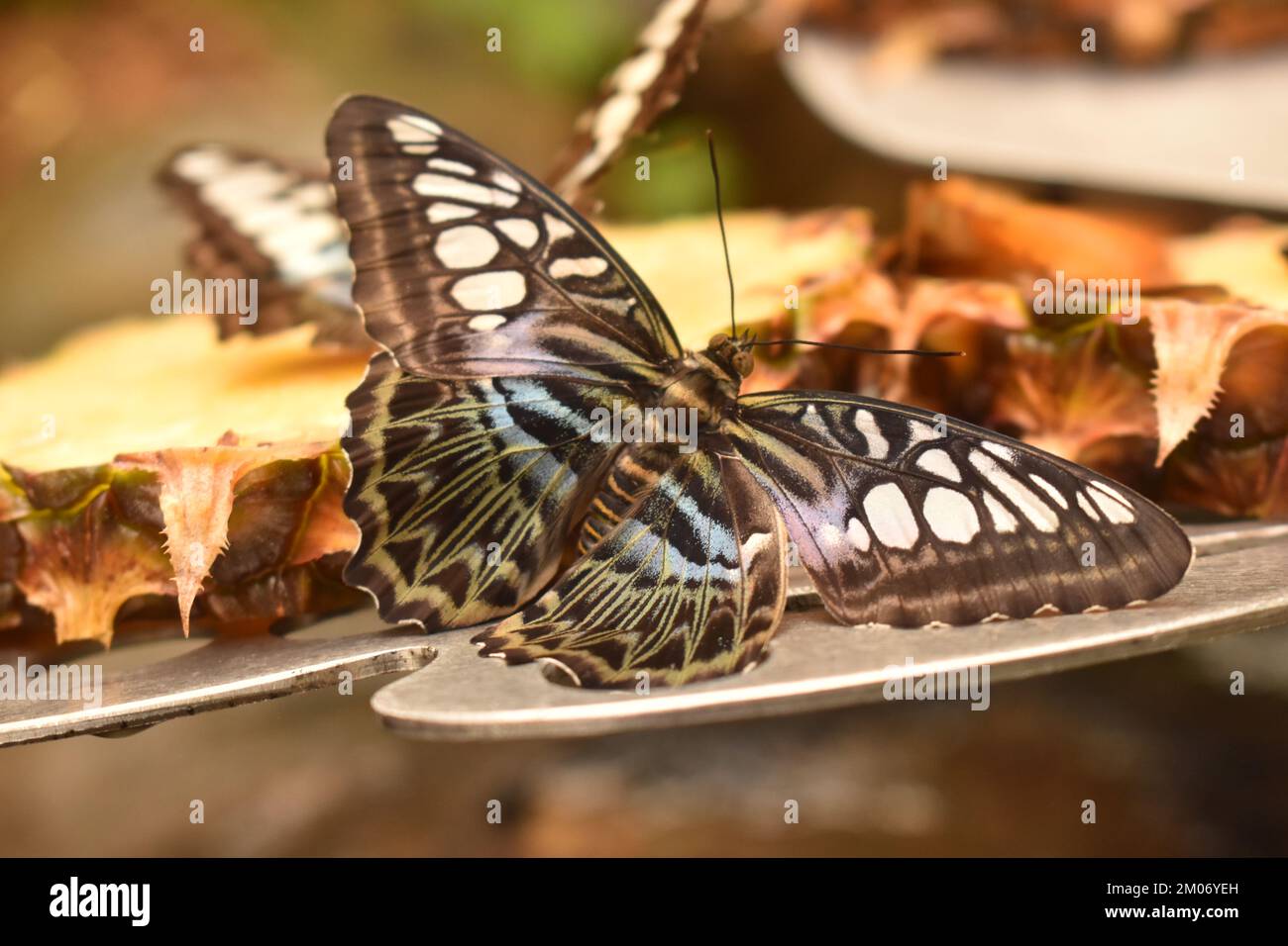 Singapore insects hi-res stock photography and images - Alamy