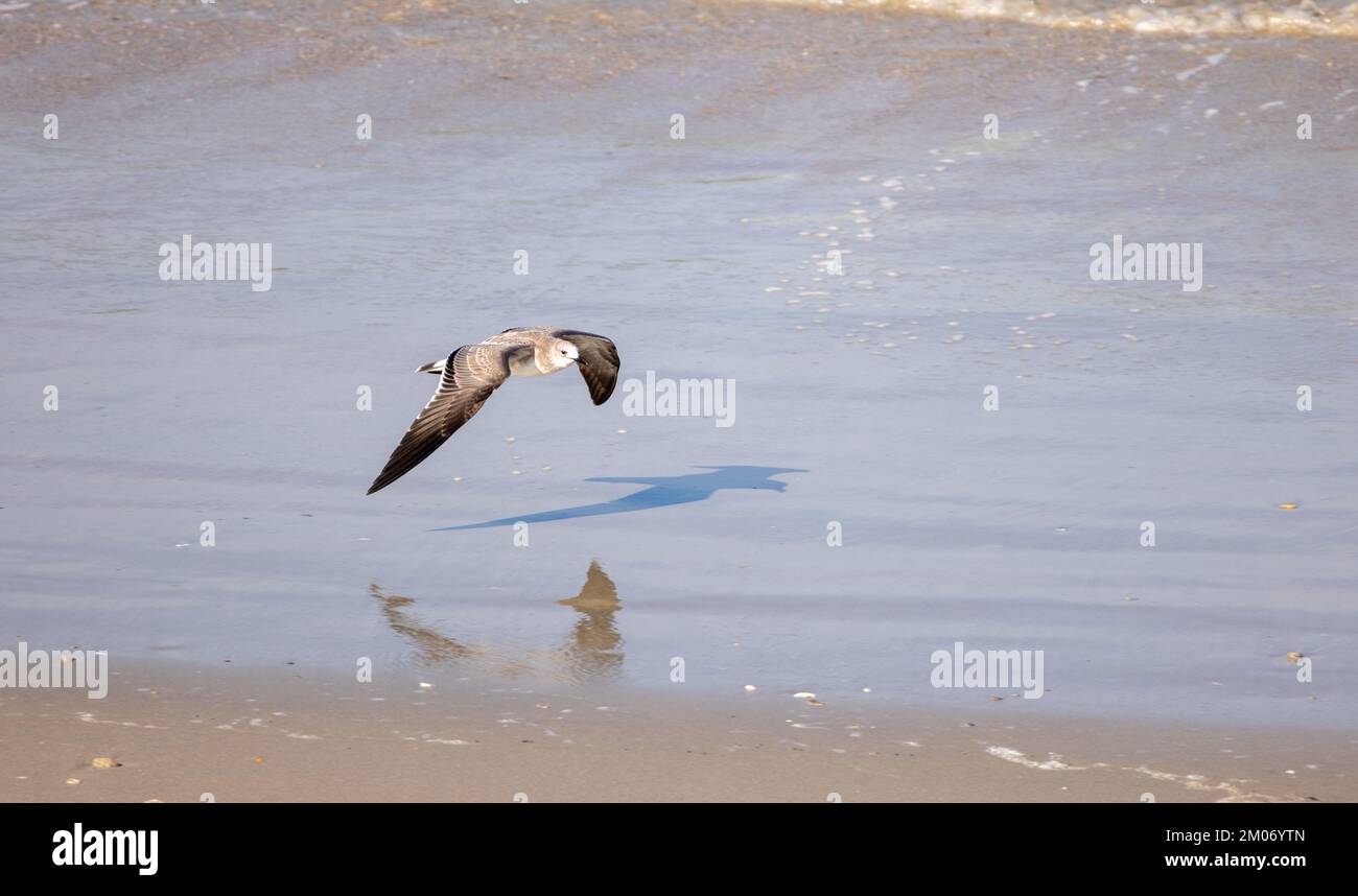 SeaGull flying in the beach stoning Stock Photo