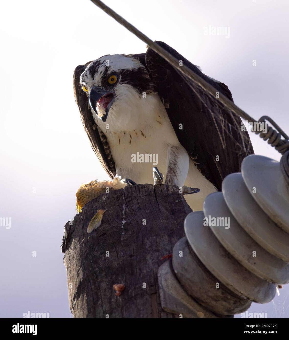 Osprey eating a fish in a light pole Stock Photo - Alamy