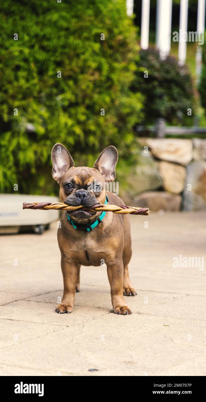 French Bulldog trying to eat a nice candy Stock Photo Alamy