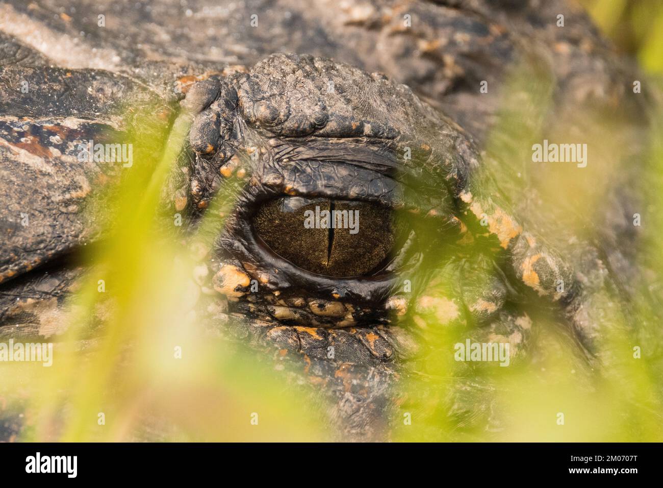 American Alligator eyes Stock Photo