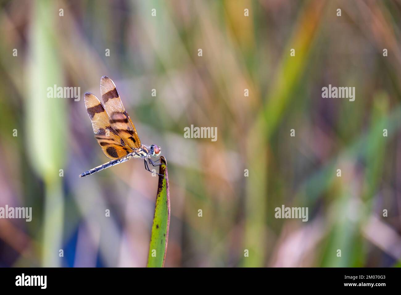 Halloween Pennant in the top of the tree Stock Photo