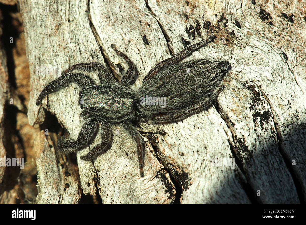 Discover The Secrets Of Californias Flat Jumping Spider - ooszxrw