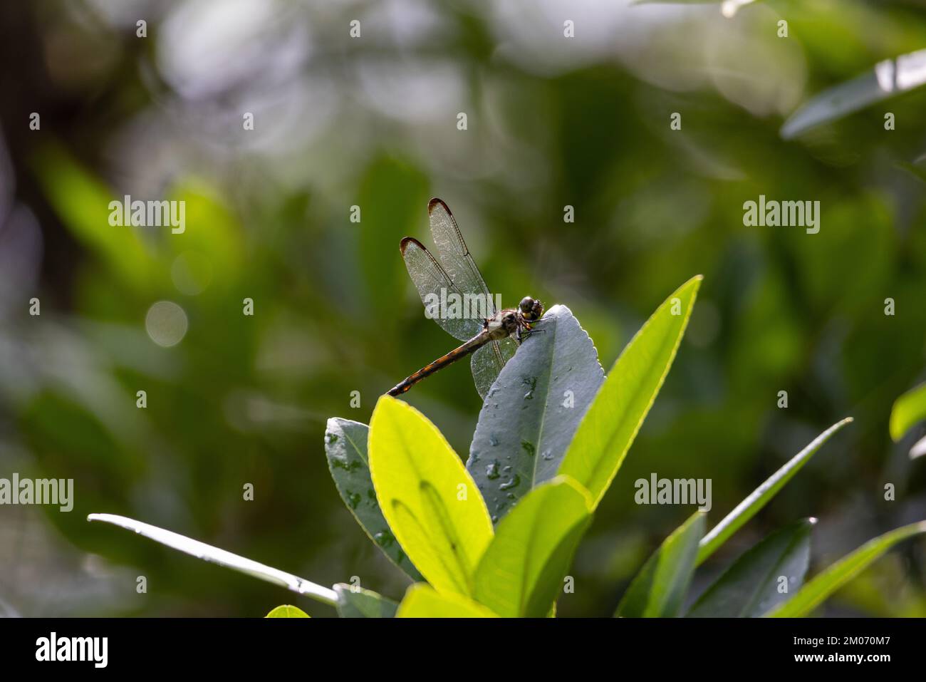 Dragonfly in the top of the leaf Stock Photo - Alamy