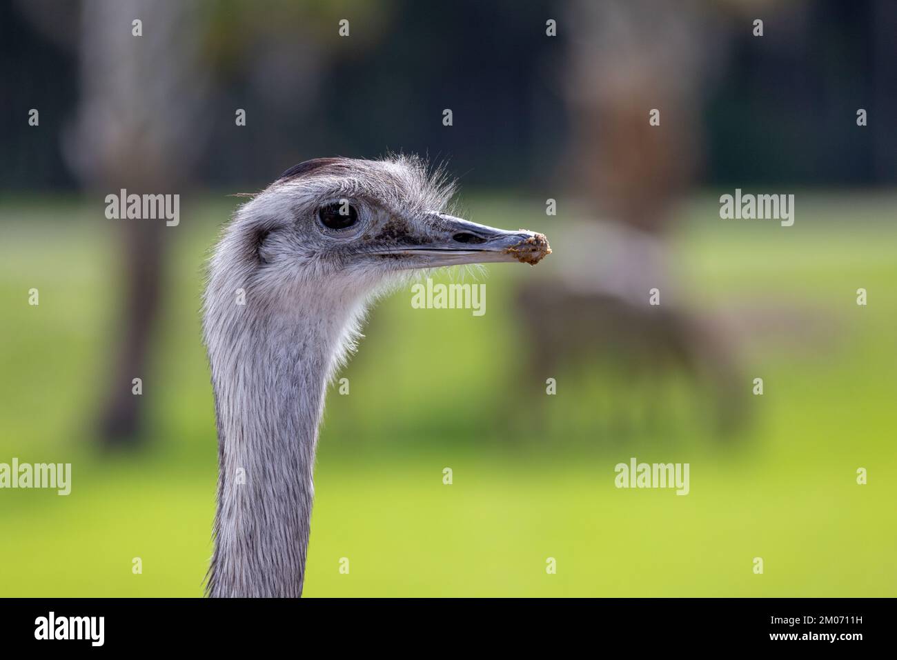Emu in the wild Stock Photo - Alamy