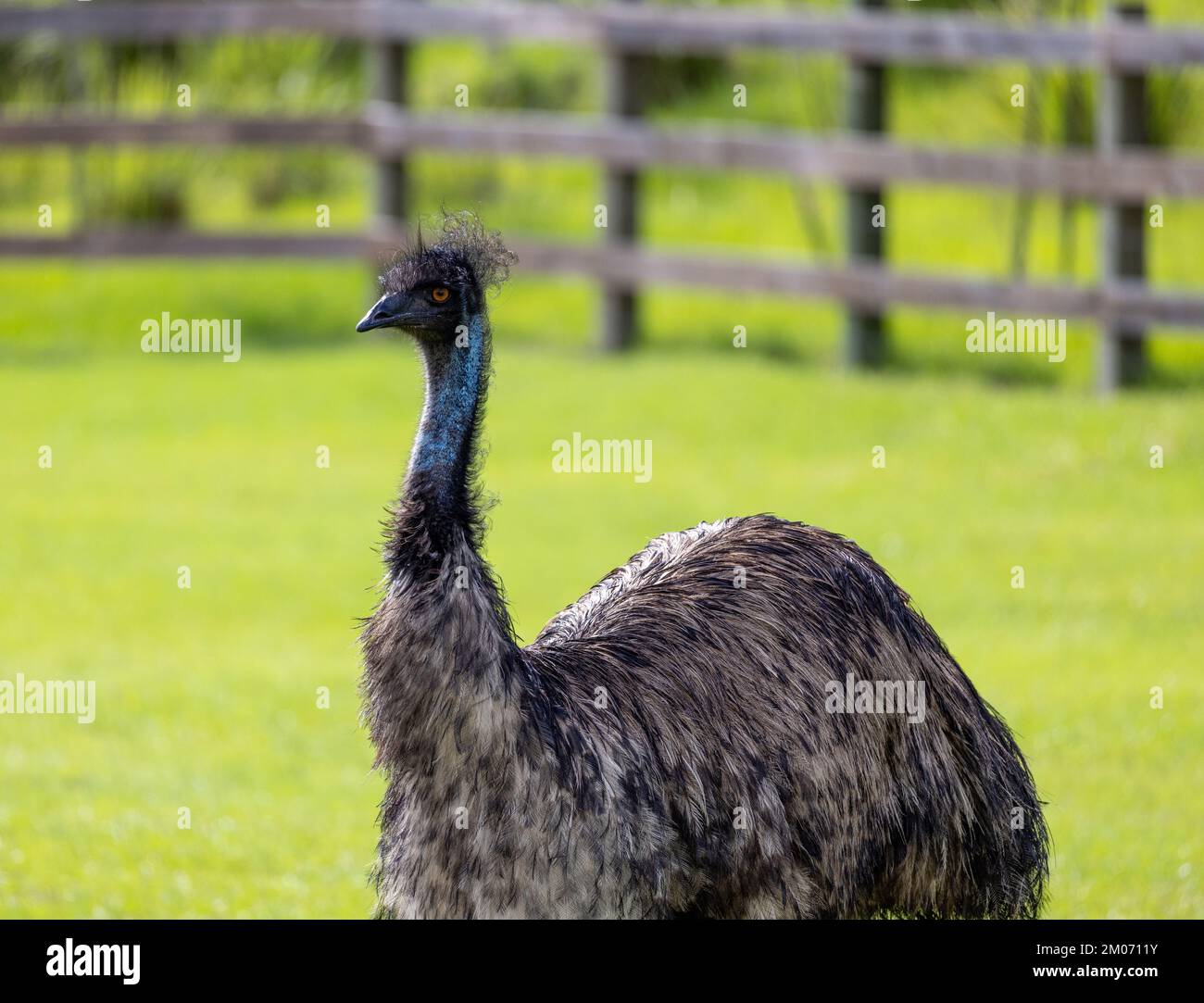 Emu in the wild Stock Photo - Alamy
