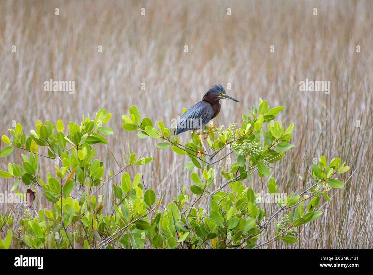 Great Blue Heron in the trees with beautiful background Stock Photo