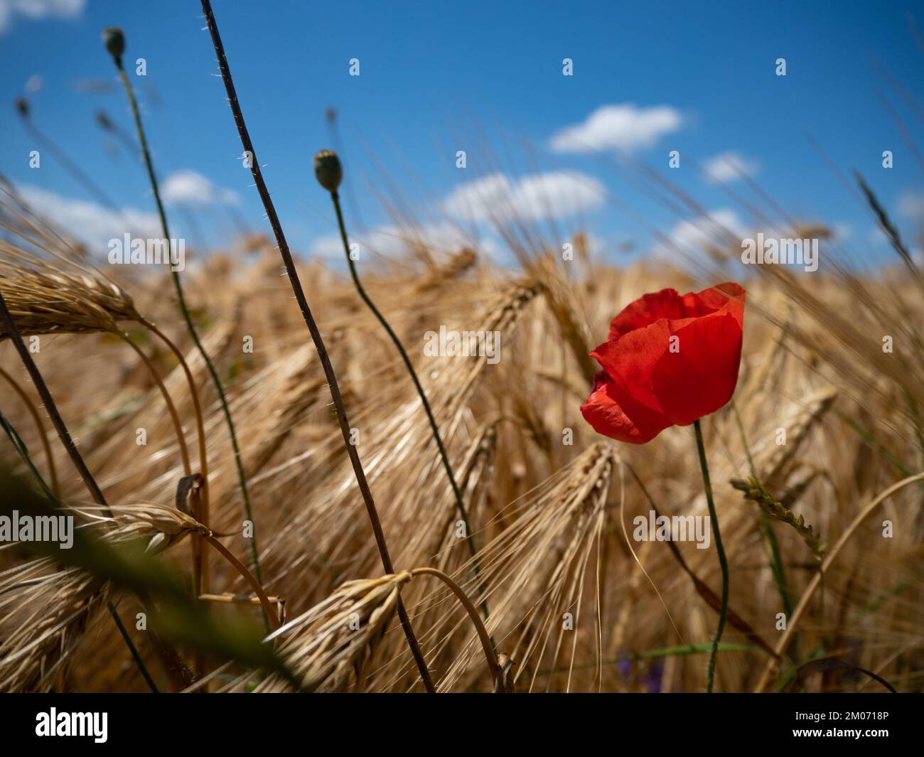Wild red poppy among a wheat field and blue sky with clouds Stock Photo ...