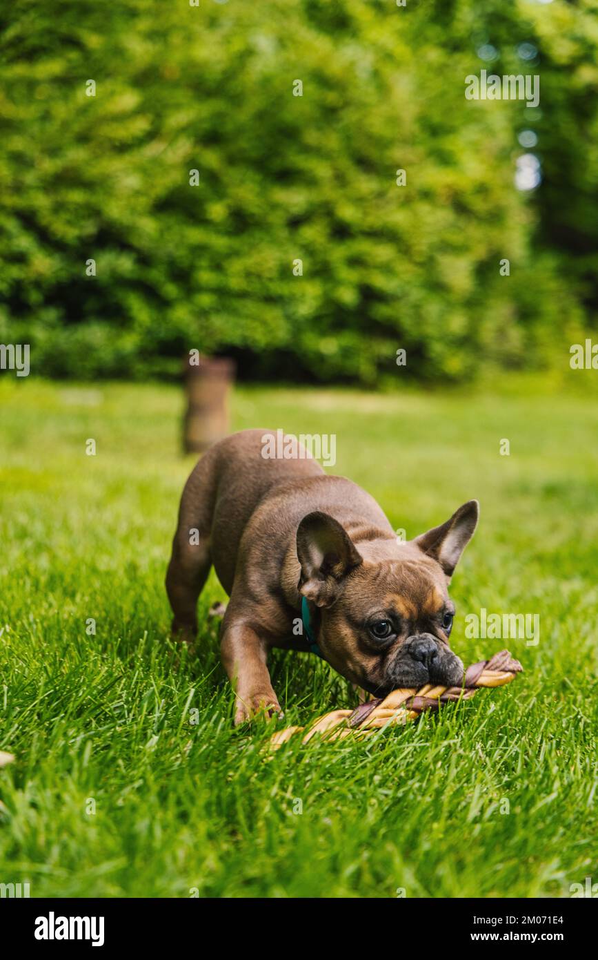 French Bulldog trying to eat a nice candy Stock Photo Alamy
