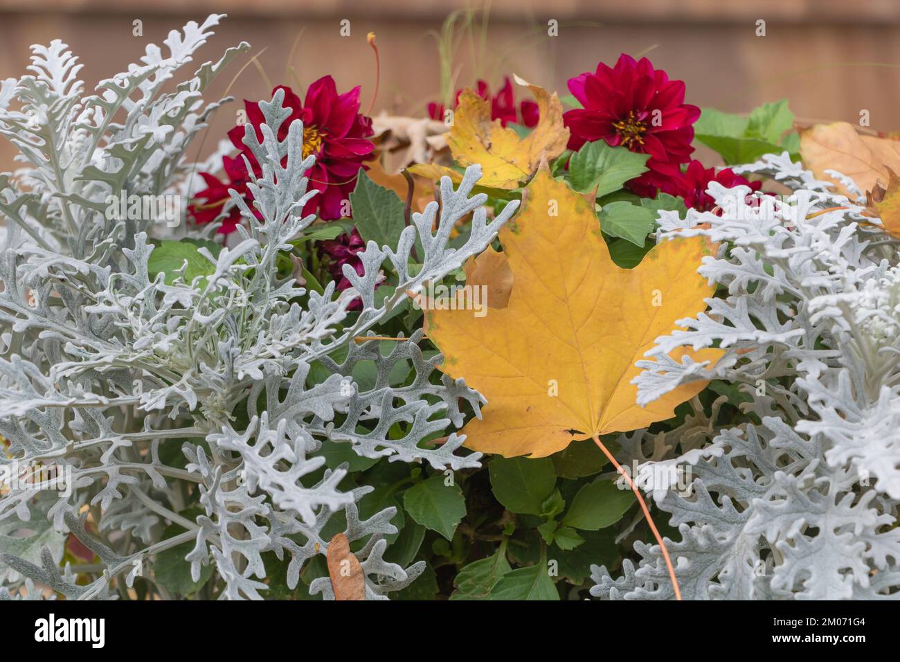 A yellow maple leaf fallen between Jacobaea maritima plant and a red flower in autumn Stock Photo