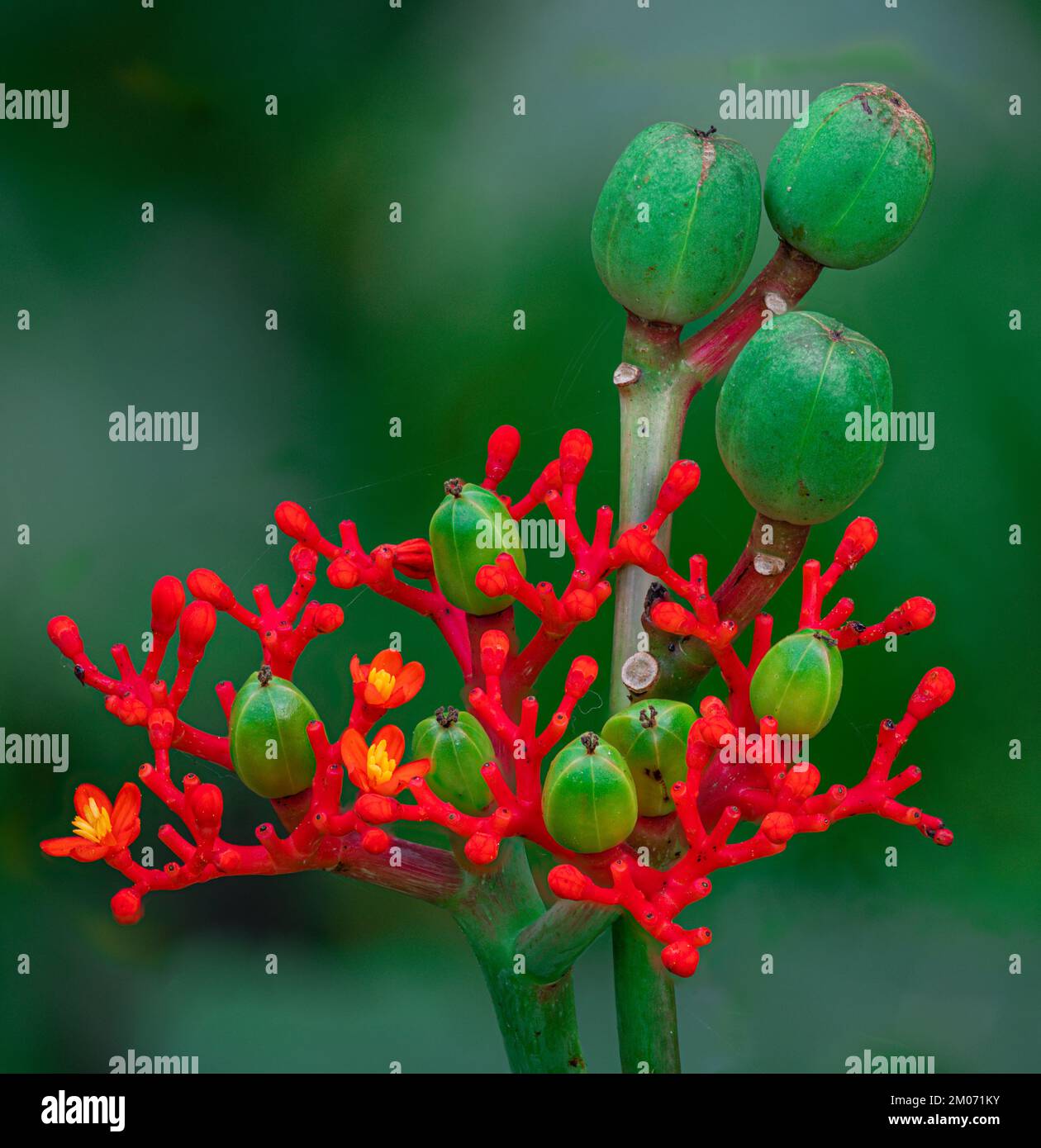 Buddha Belly Plant Stock Photo - Alamy