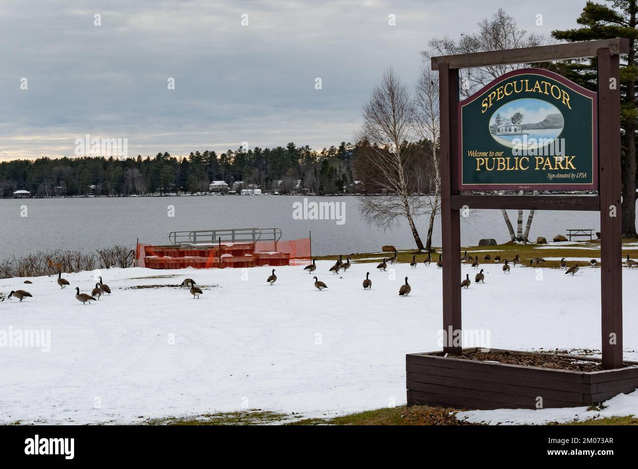 A flock of Canada Geese, Branta canadensis, feeding and resting in the