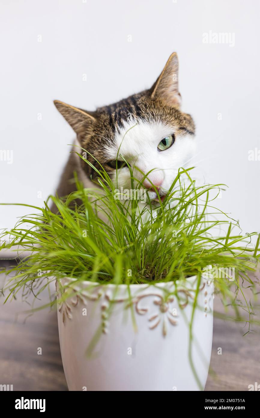 Domestic cat eat juicy green grass Cyperus alternifolius Zumula for cats in flower pot, Indoor cat health care concept Stock Photo